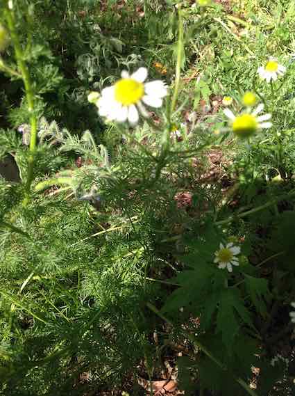 Chamomile: Details, Properties, Effects